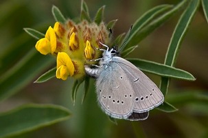 Small Blue ovipositing (planting egg) on Kidney Vetch flower