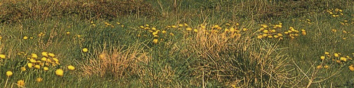 Acid grassland image
