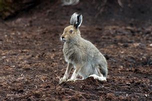 Mountain Hare in summer