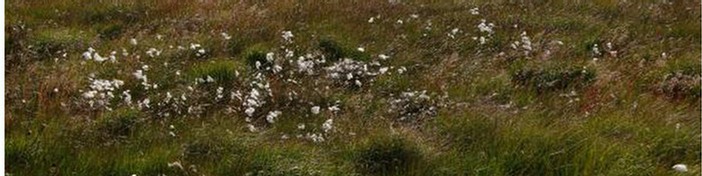 Cotton Grass on Blanket Bog
