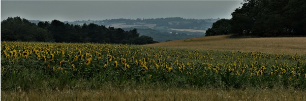 Sunflowers in margin of arable field