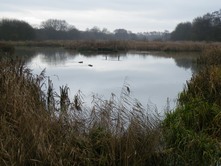 Standing water at Carlton Marsh