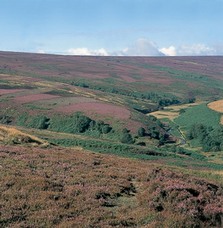 Upland heath