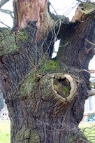 Old wounds and scars on veteran tree at Rockley
