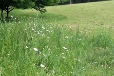 Wildflower grassland at Locke Park, seeded after harrowing