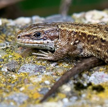 View of head of Common Lizard on wall