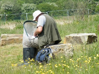Using net for insect recording