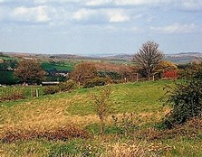 Acid grassland landscape