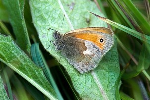 Small Heath. Image: Alwyn Timms