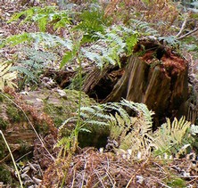 Decaying stump