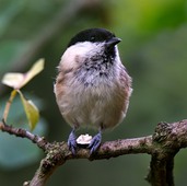 Willow Tit