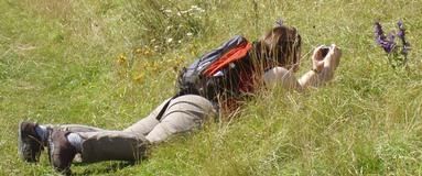 Photographing wildlflowers