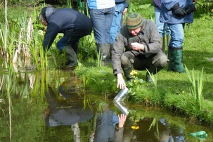 Surveying for newts