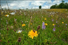 Pye Flatts meadows SSSI