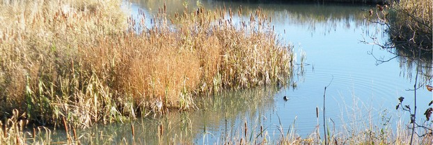 Reedbed and open water at Carlton Marsh