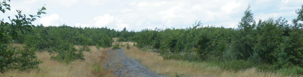 Scrub in mosaic at Cudworth Common