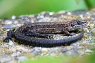 Common Lizard basking