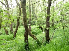 Cliffe Wood
