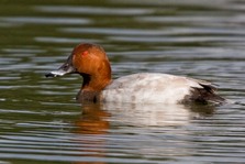 Pochard