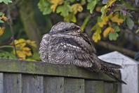 Nightjar photographed roosting near Tesco's in Barnsley!