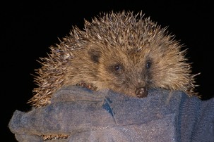 Hedgehog prior to release