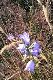 Harebell in grasses of acid grassland