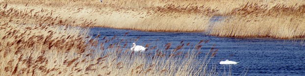 Reedbed and swans