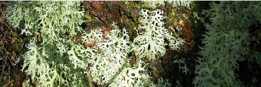 Lichens on oak tree near Langsett