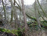 Willow carr - a form of wet woodland at Worsbrough reservoir