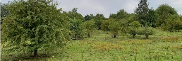 Scattered scrub at Barnsley Main site