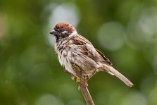 House Sparrow