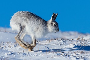 Mountain Hare running in snow. Image Ron Marshall