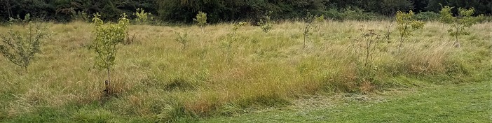 Community orchard at Dearne Valley Country Park