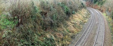 Scrub alongside existing railway track