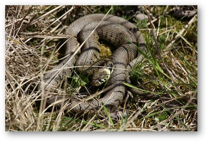 Grass snake at Edderthorpe Ings