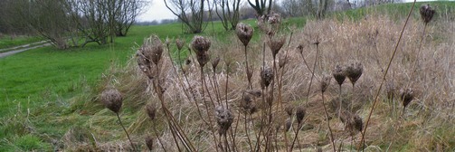 Amenity grassland with wild carrot