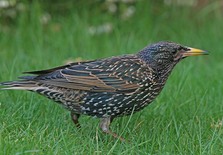 Starling