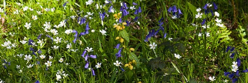 woodland spring flowers