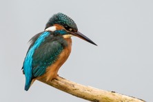 Kingfisher