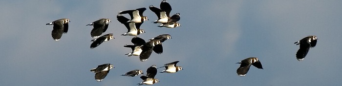 Lapwings in flight