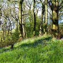 Bluebells in Silkstone Fall wood