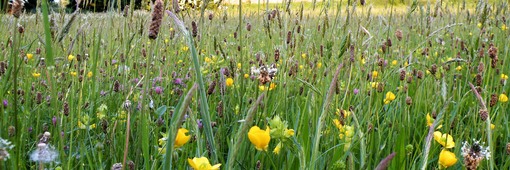 Neutral grassland (Lowland Meadow) priority habitat at Worsbrough Country Park