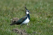 Lapwing