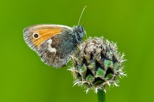 Small Heath. Image: Alwyn Timms