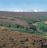 Upland heath