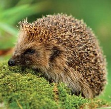 Hedgehog image