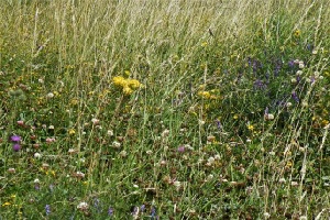 Cudworth common vegetation on former colliery site