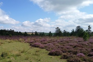 Heathland at Banks Renewables site