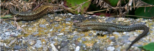 Common Lizards on wall