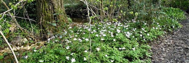 wood anemones alongside stream in Silkstone Fall woodland